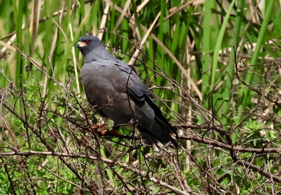 Snail Kite - ML615926548