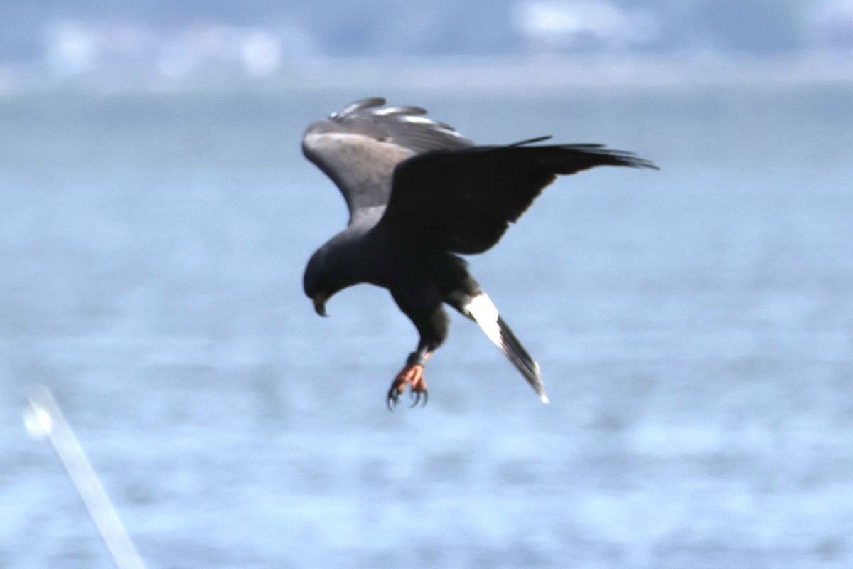 Snail Kite - Audrey Appleberry