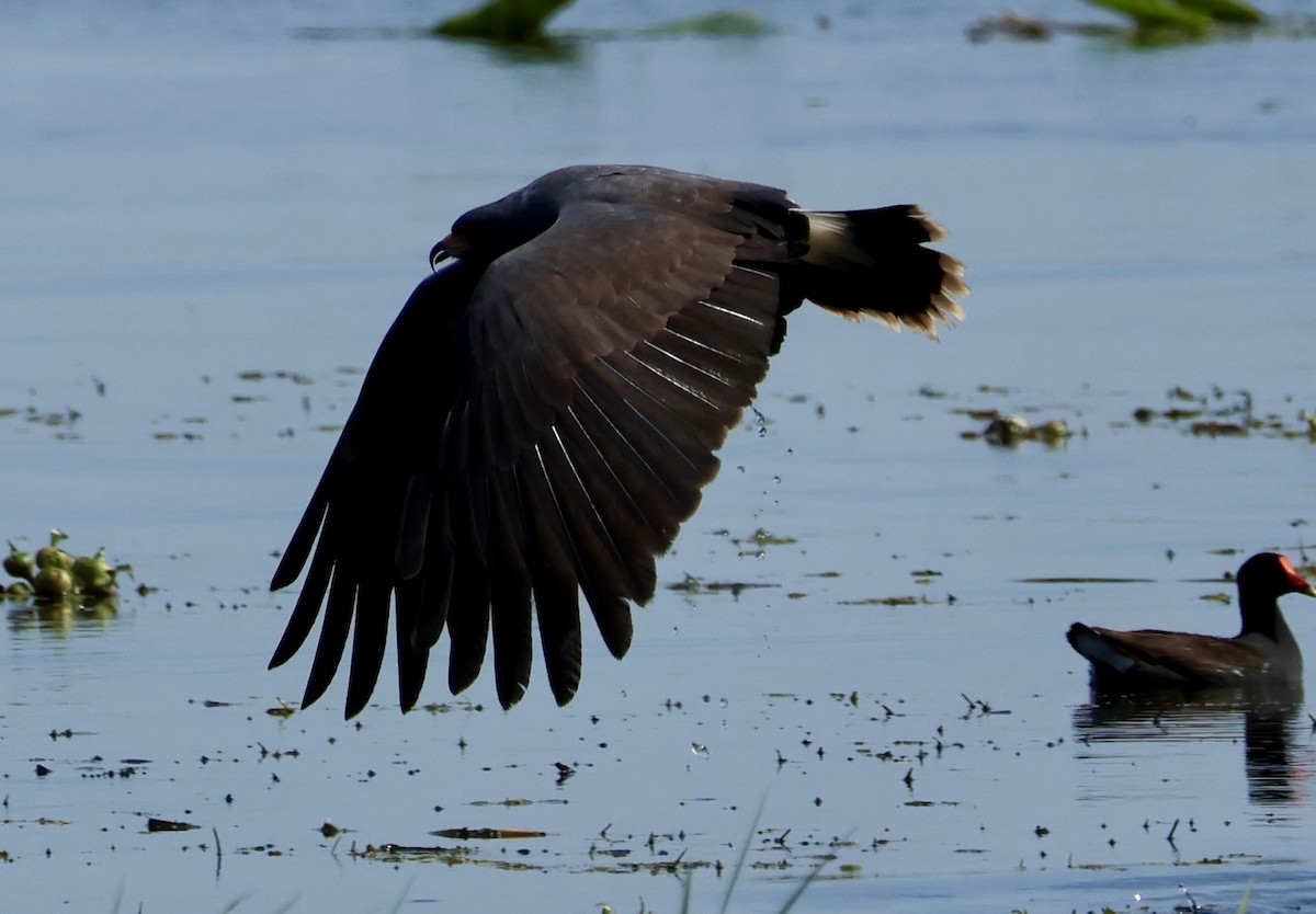 Snail Kite - Audrey Appleberry