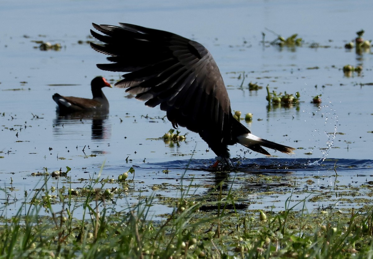 Snail Kite - ML615926553