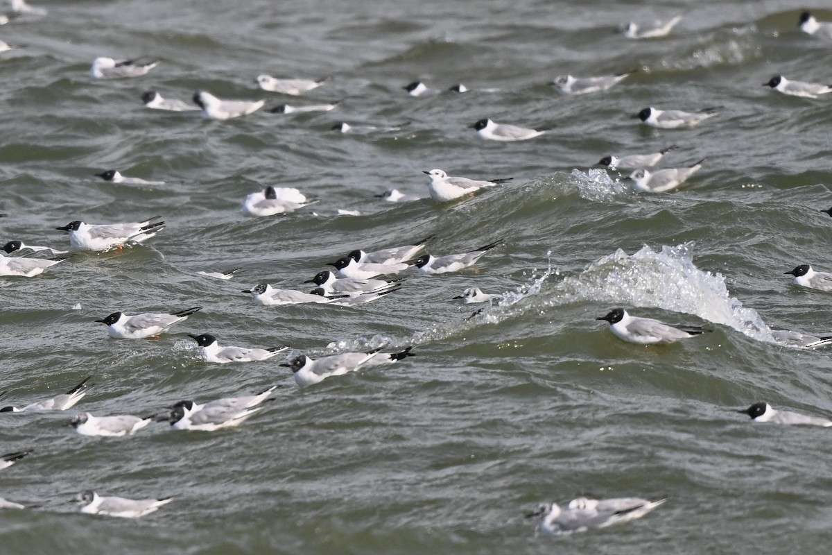 Bonaparte's Gull - ML615926558