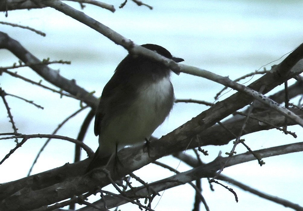 Eastern Phoebe - ML615926565