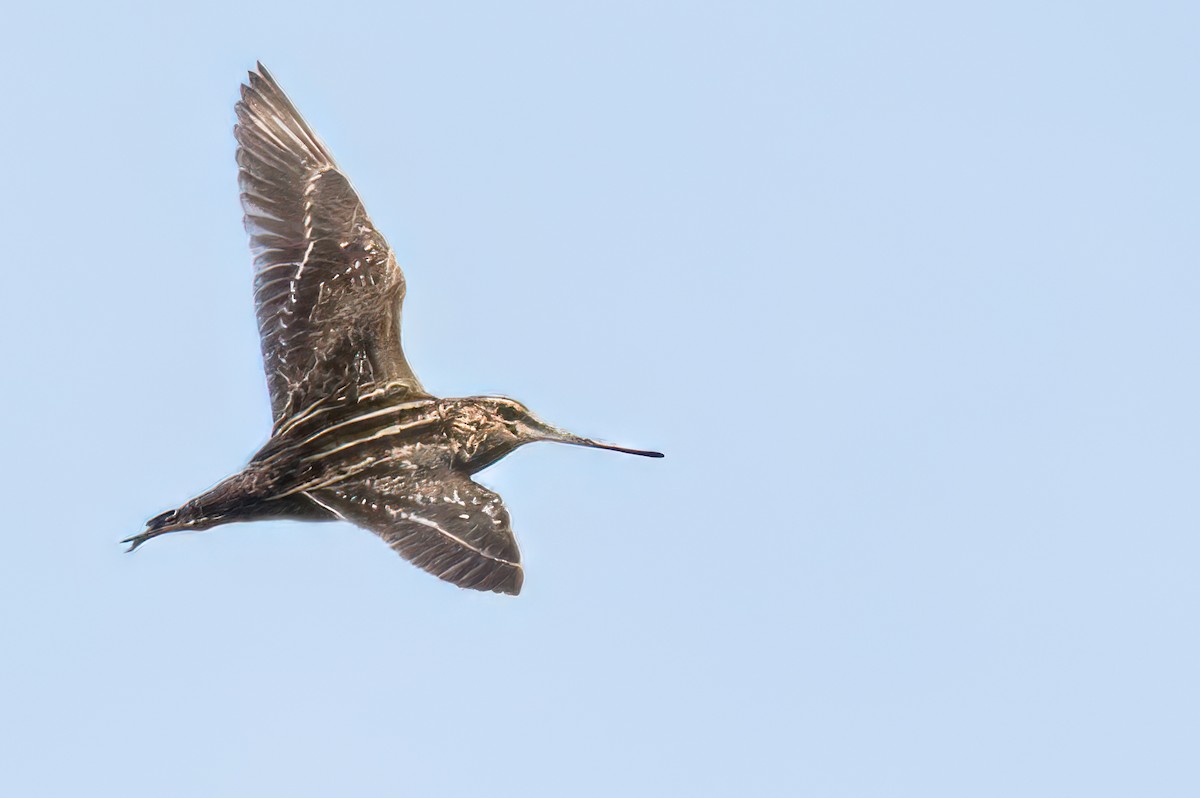 Wilson's Snipe - james poling