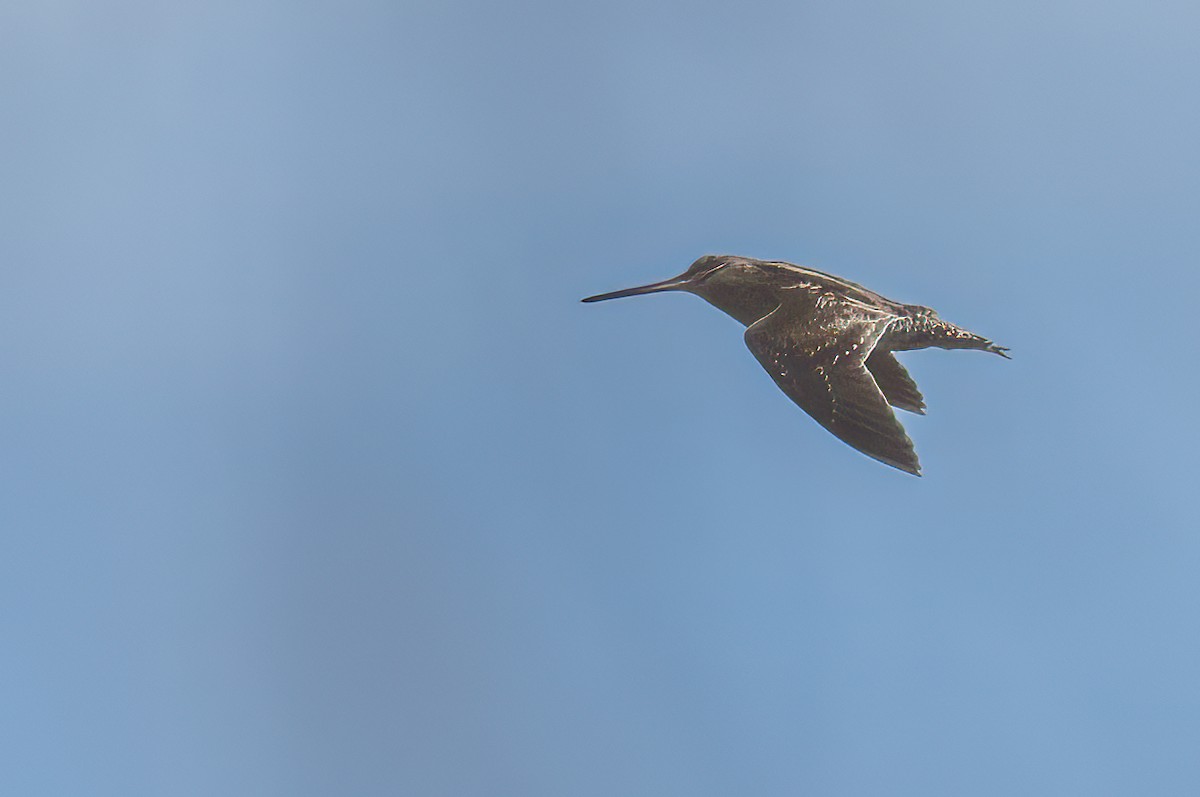 Wilson's Snipe - ML615926582