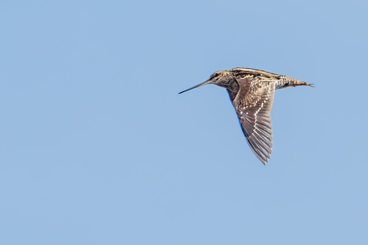 Wilson's Snipe - james poling