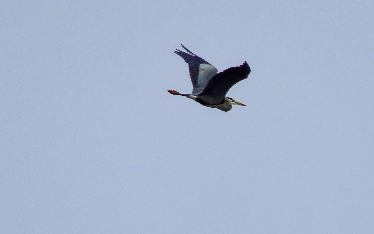 Great Blue Heron - ML615926589