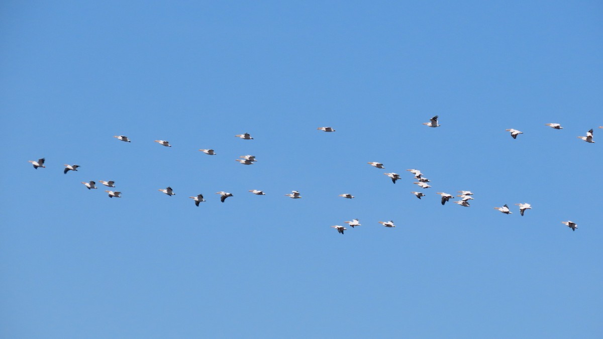 American White Pelican - Ryan Lesniewicz