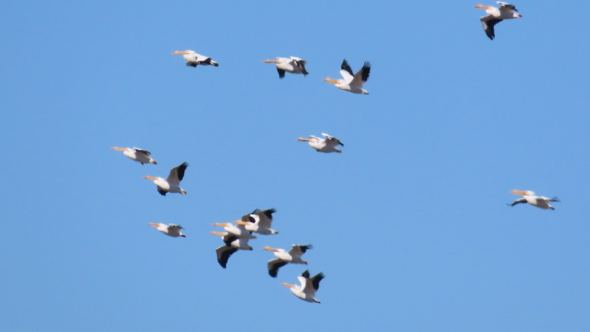 American White Pelican - ML615926610