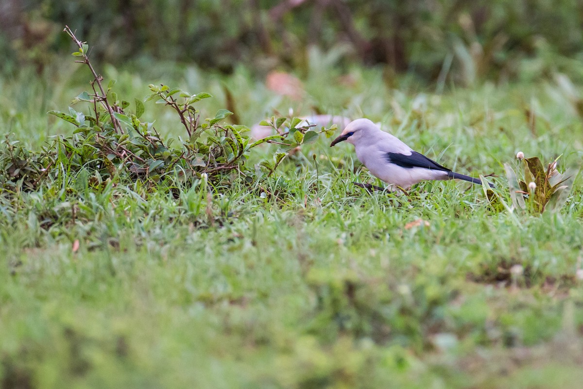 Stresemann's Bush-Crow - ML615926667