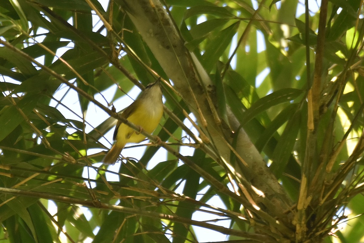 Yellow-bellied Warbler - ML615926697