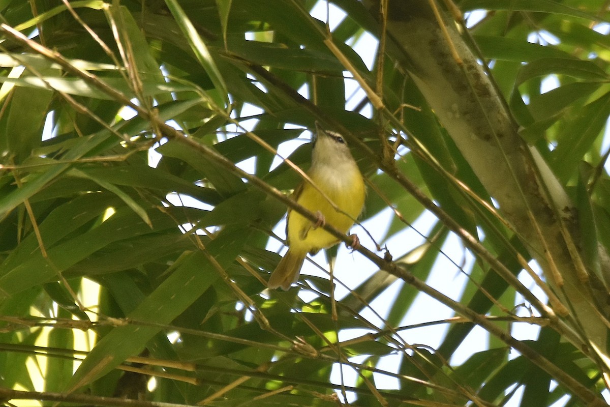 Yellow-bellied Warbler - ML615926698