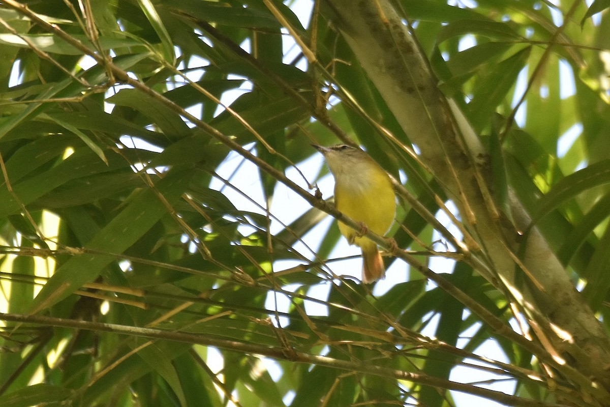 Yellow-bellied Warbler - ML615926699