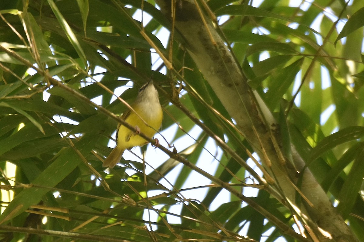 Yellow-bellied Warbler - ML615926700
