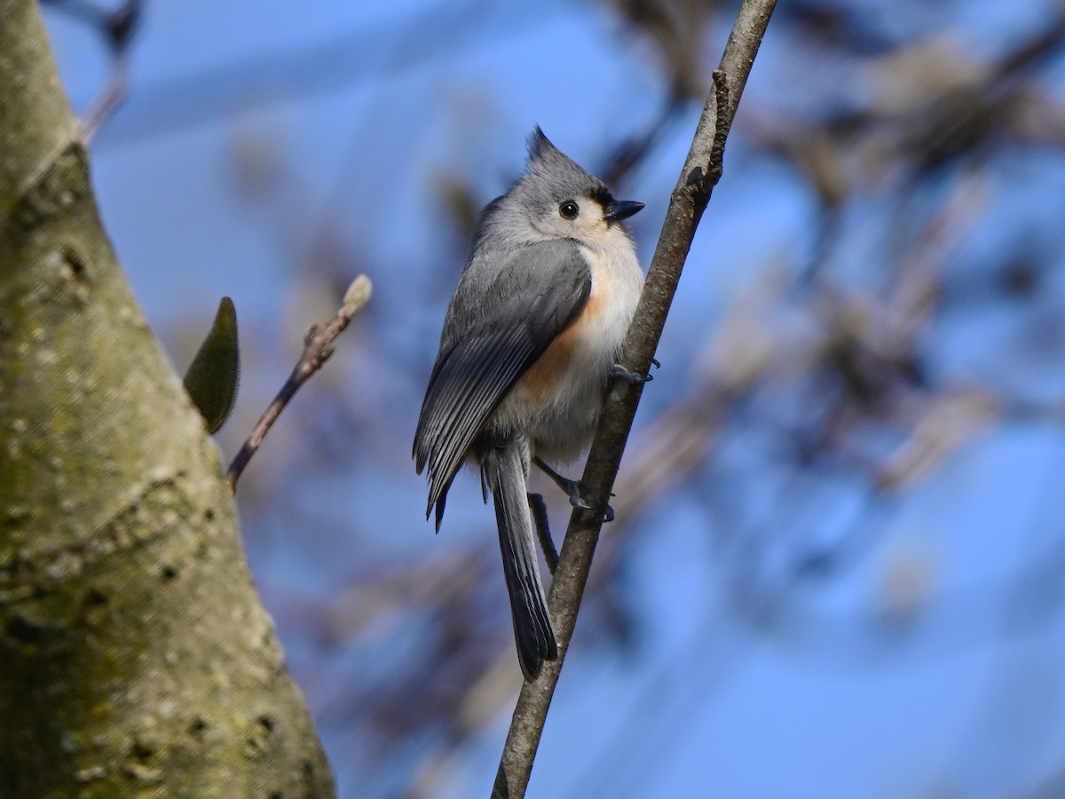 Tufted Titmouse - Richard Leonard