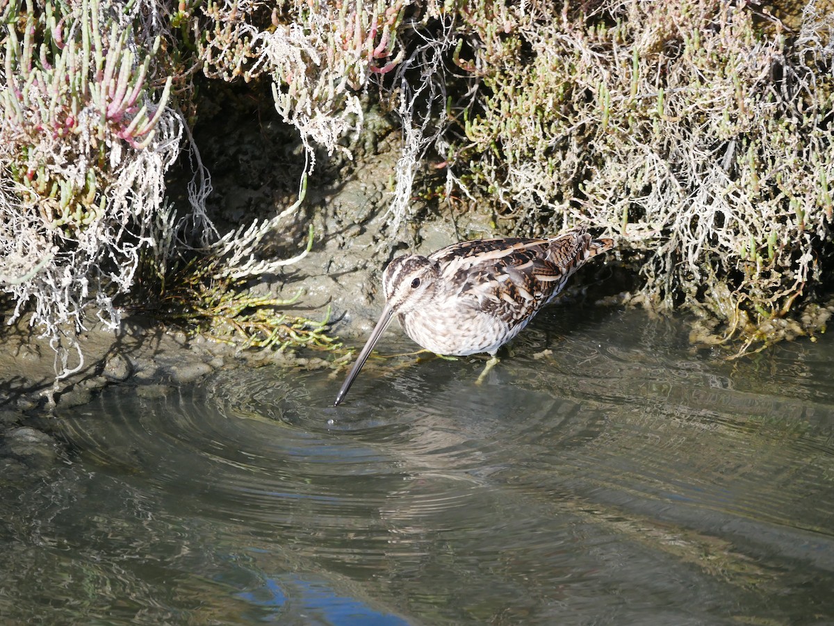 Common Snipe - ML615926743