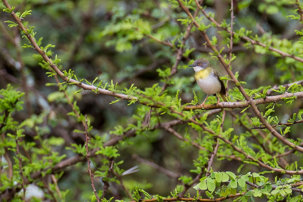 Yellow-breasted Apalis (Brown-tailed) - Anonymous