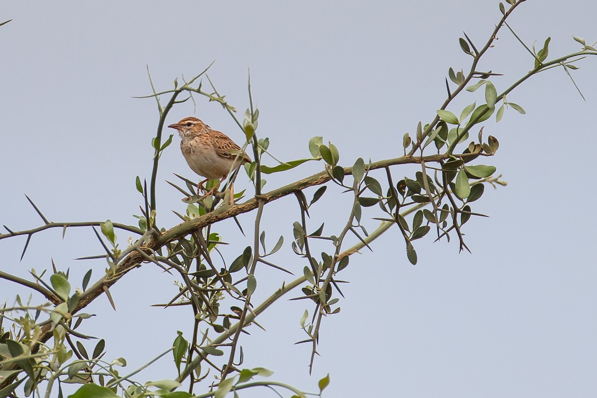 Gillett's Lark - ML615926802