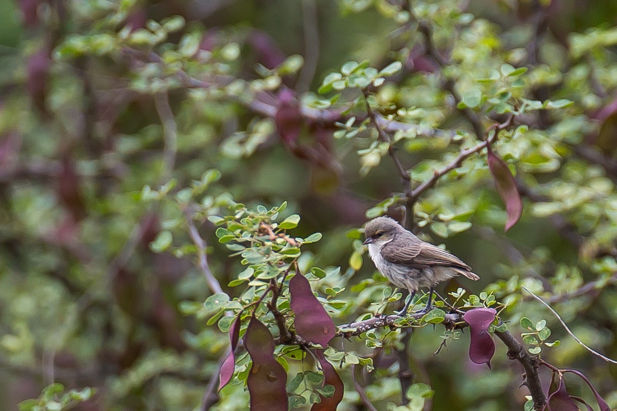 Mouse-colored Penduline-Tit - Anonymous