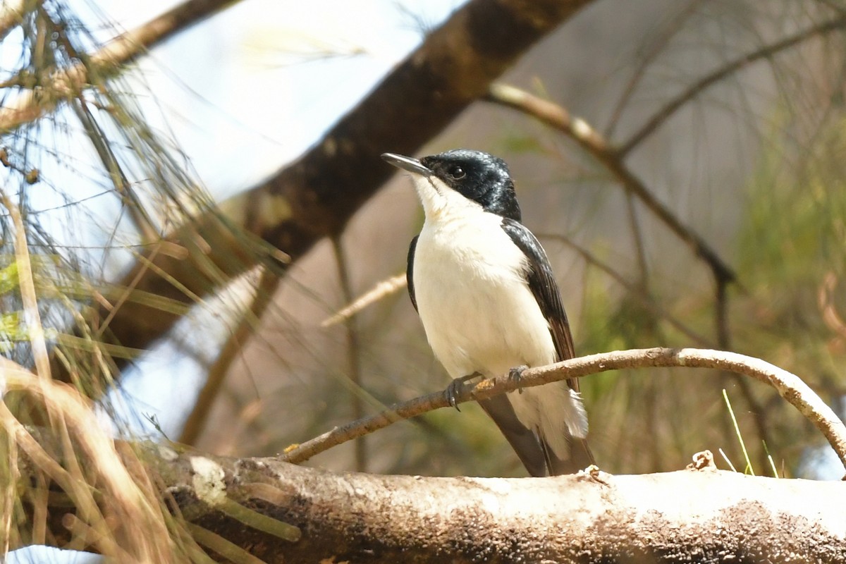 Restless Flycatcher - Terry Rosenmeier