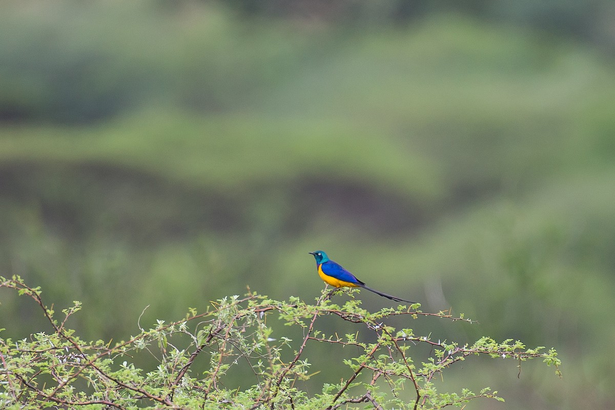 Golden-breasted Starling - ML615926873