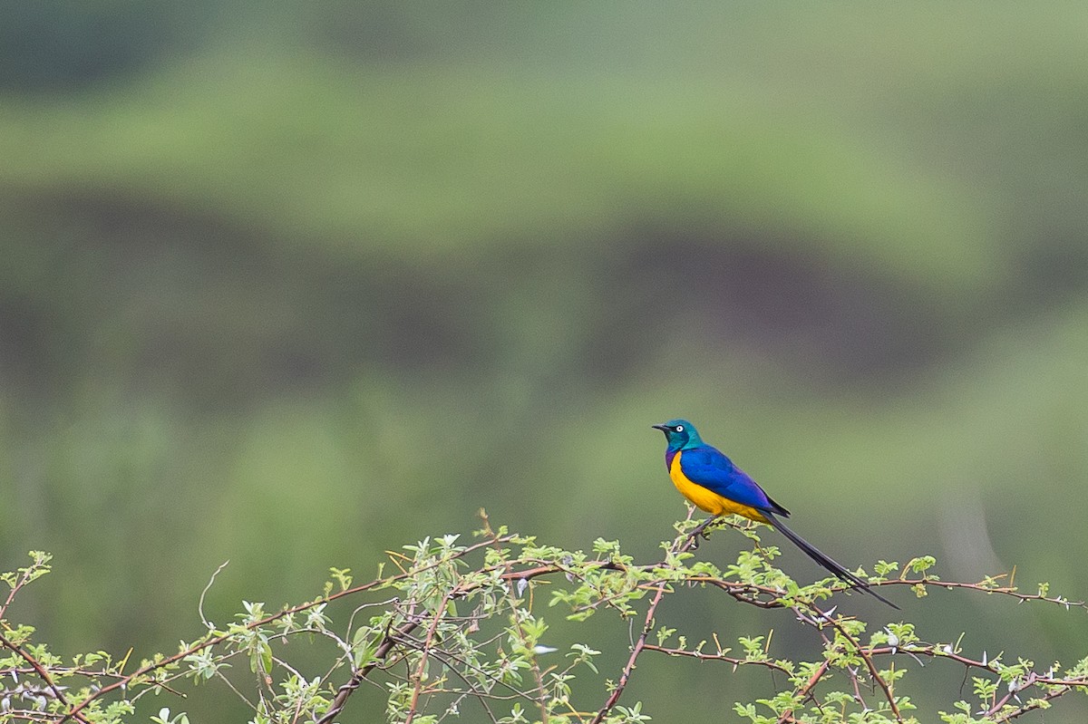 Golden-breasted Starling - ML615926878
