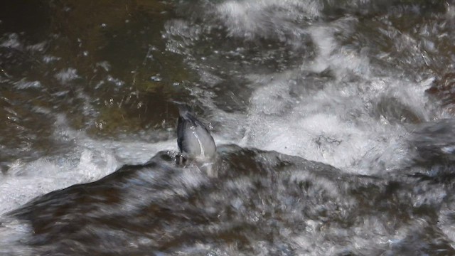 American Dipper - ML615926881