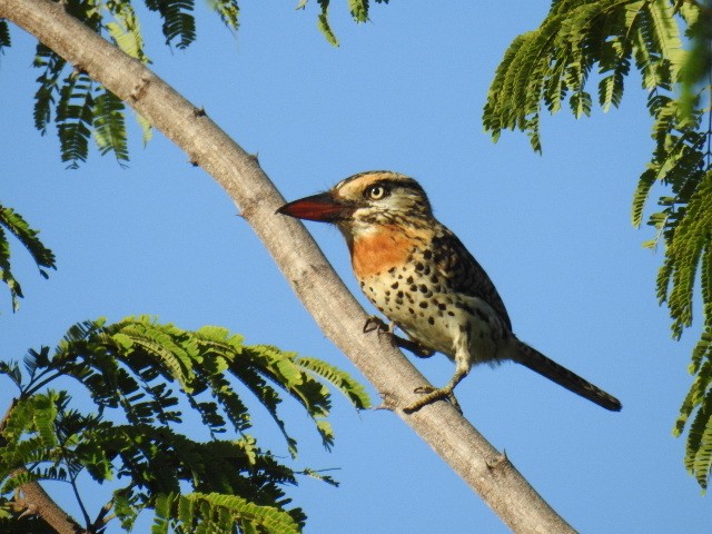 Spot-backed Puffbird (Spot-backed) - ML615926889