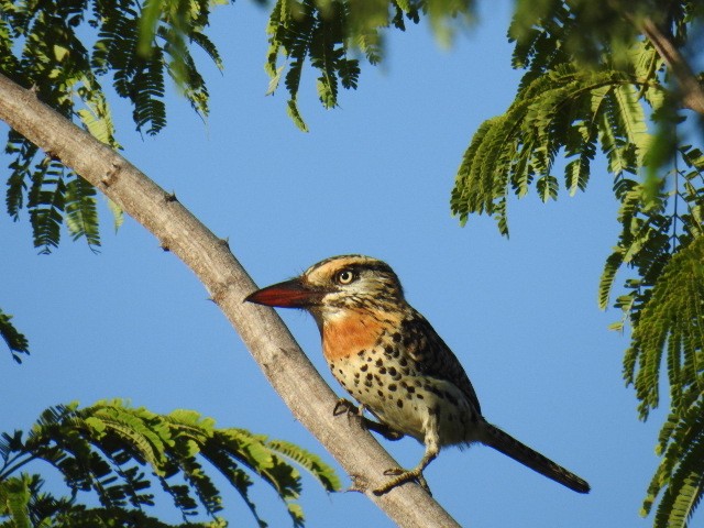 Spot-backed Puffbird (Spot-backed) - ML615926890