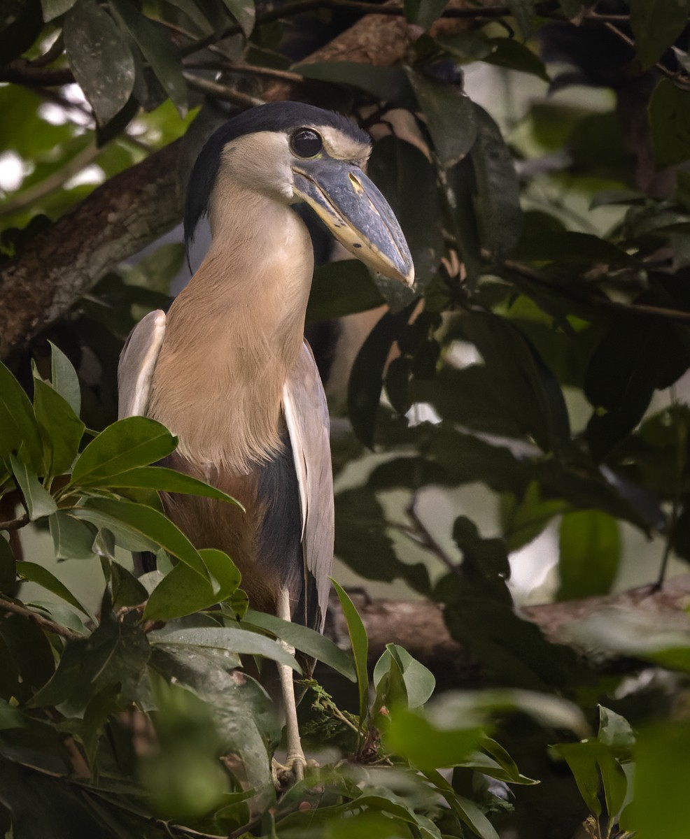 Boat-billed Heron (Northern) - ML615926941