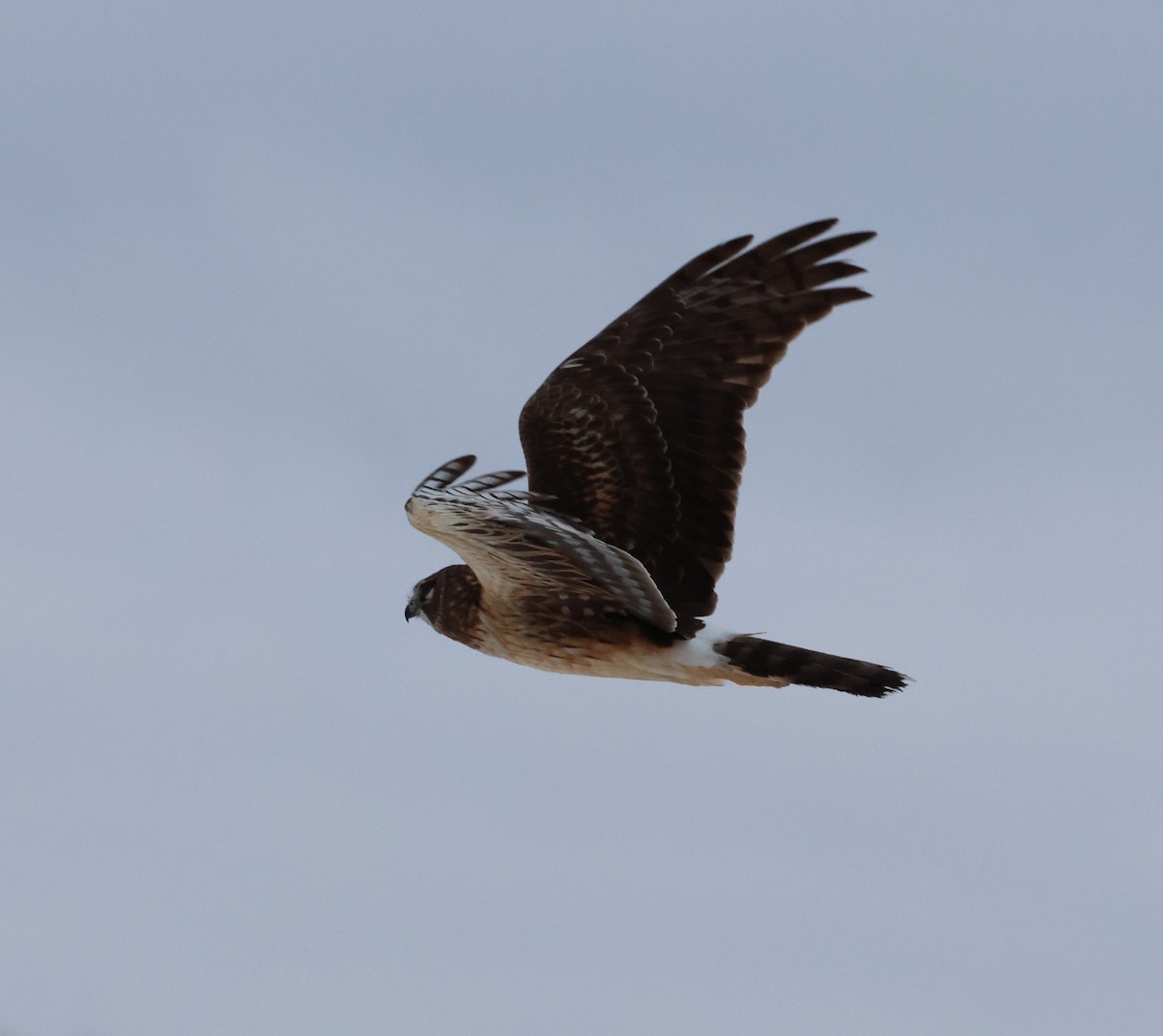 Northern Harrier - Ken McKenna