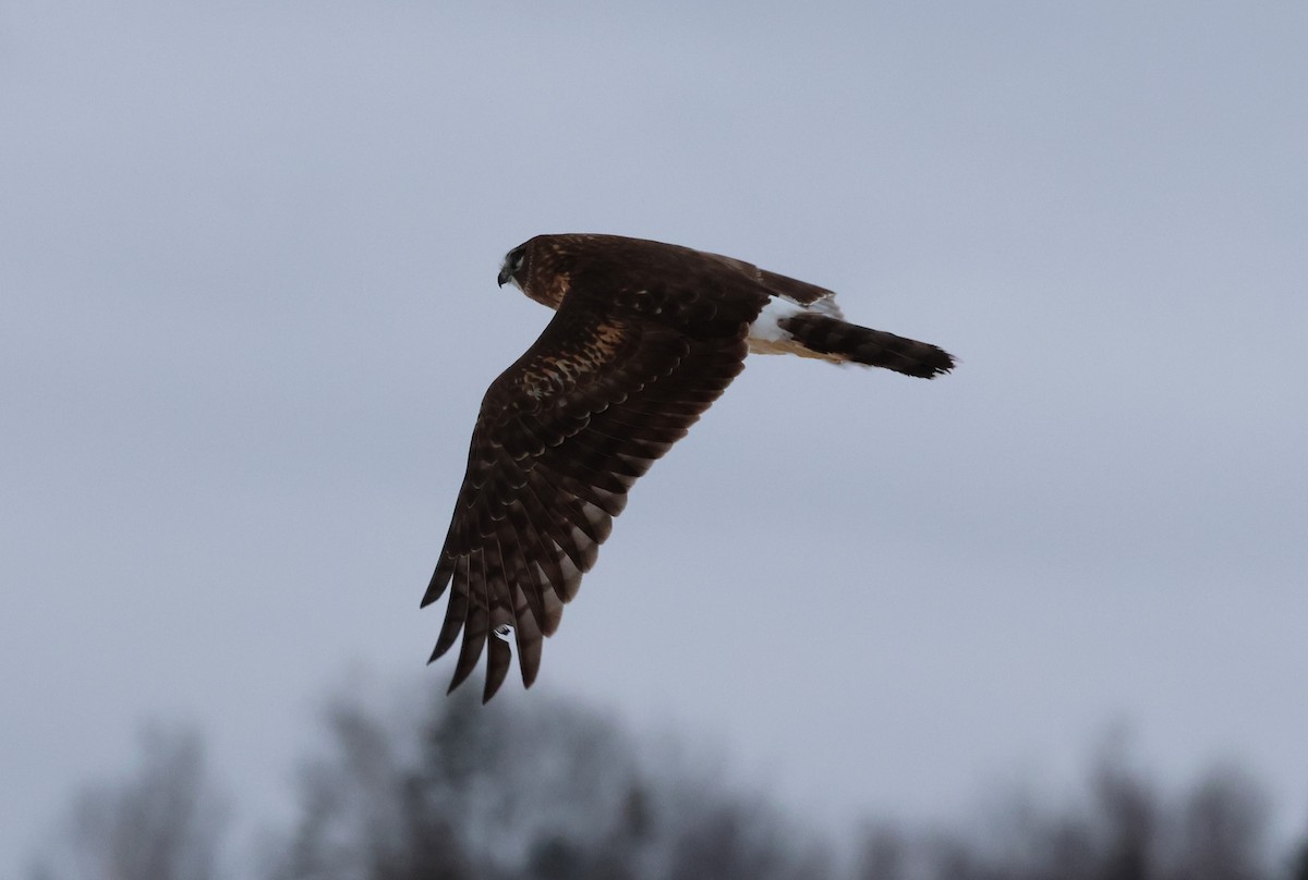 Northern Harrier - ML615927003