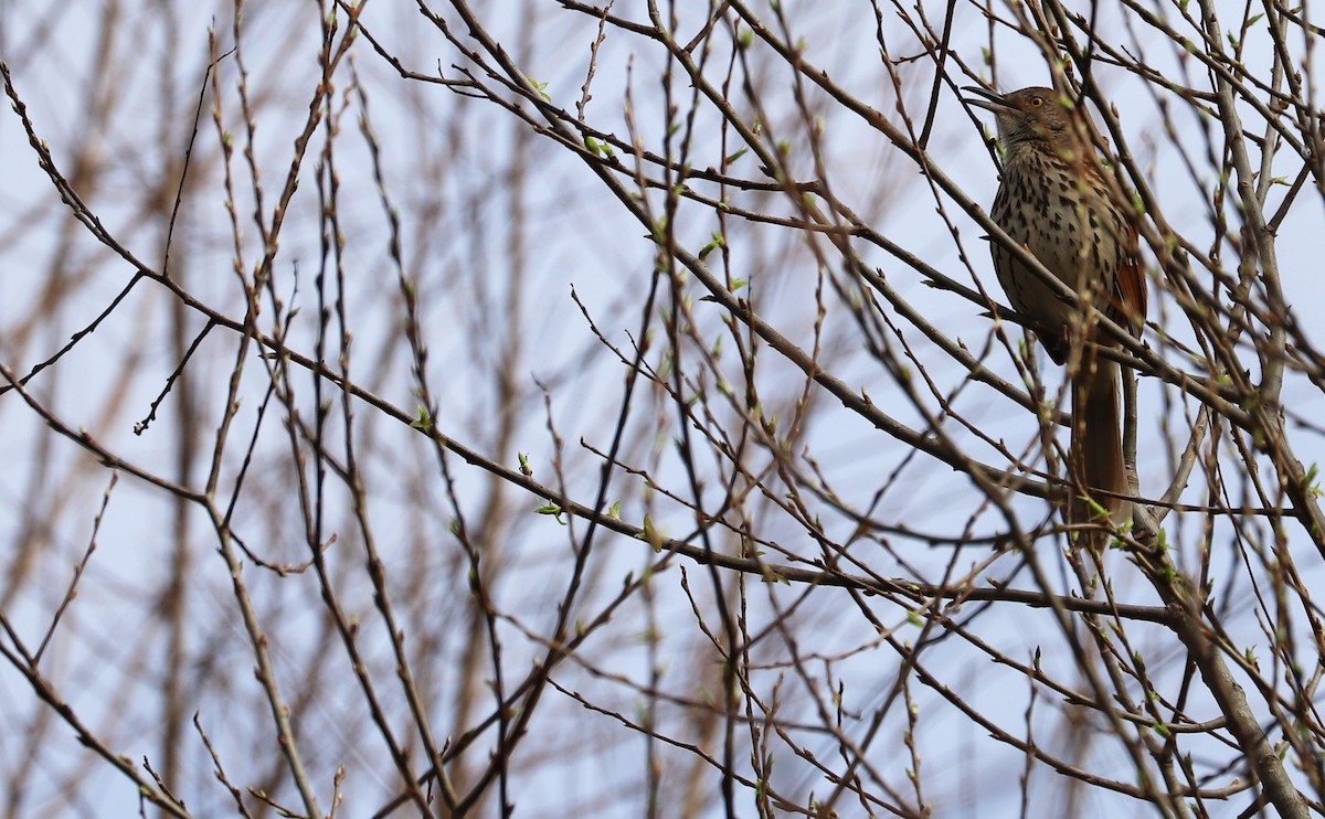 Brown Thrasher - ML615927014