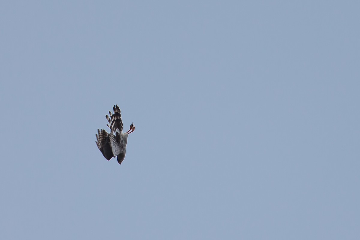 Ovambo Sparrowhawk - Anonymous