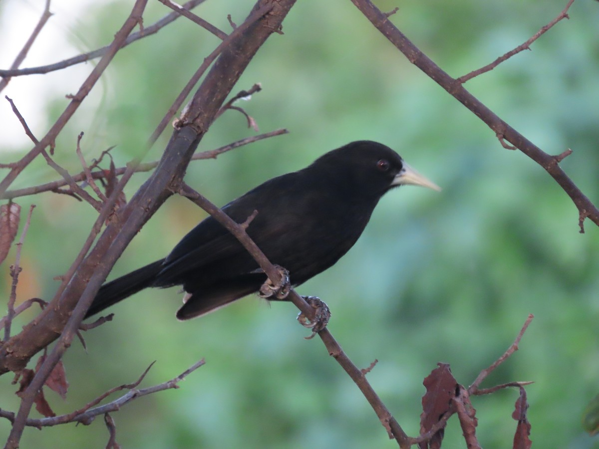 Solitary Black Cacique - Fabio Barata