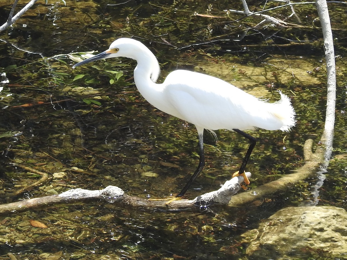 Aigrette neigeuse - ML615927056