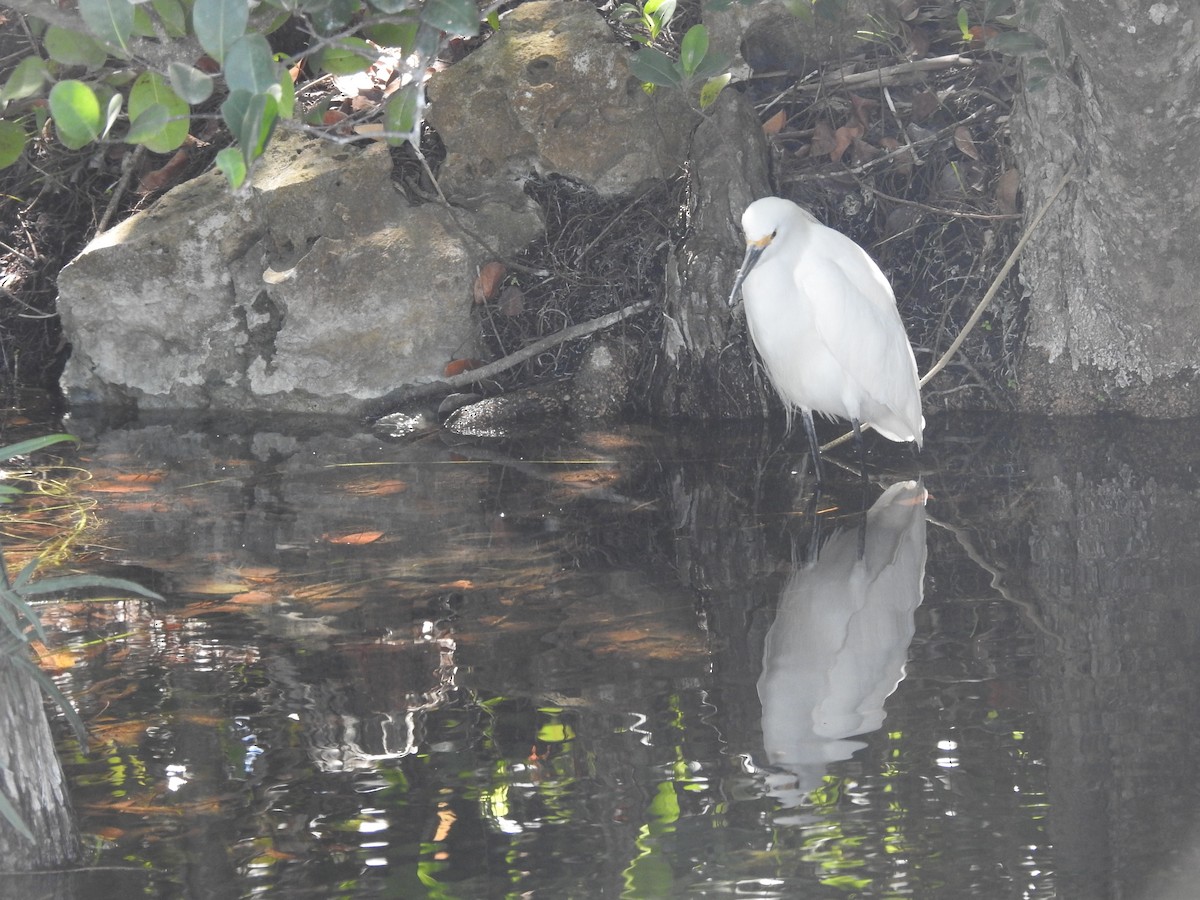 Snowy Egret - ML615927057