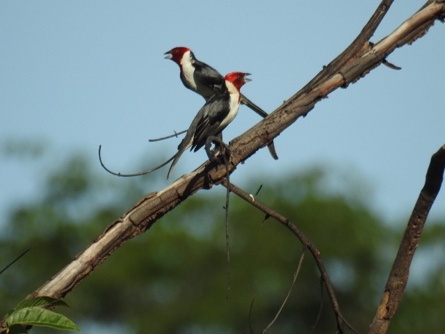 Red-cowled Cardinal - Fabio Barata