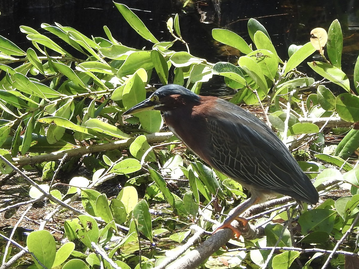 Green Heron - ML615927076