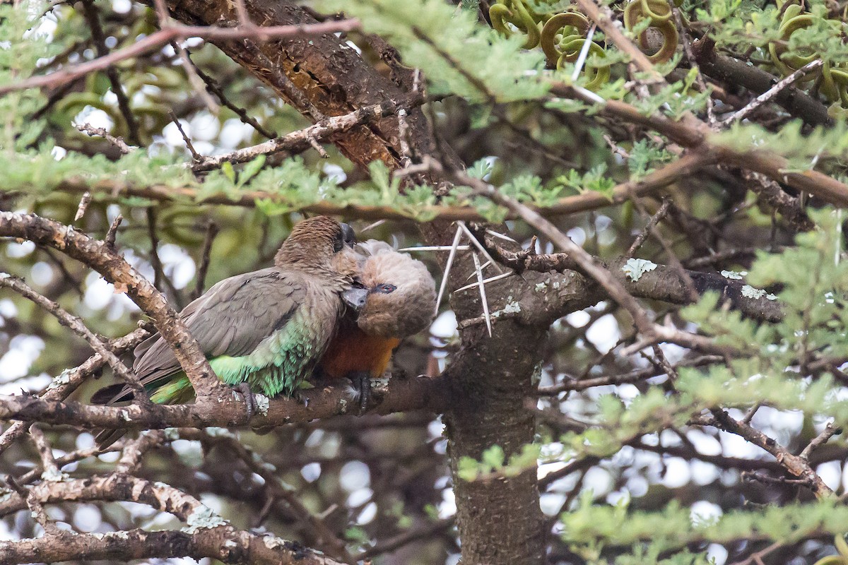 Red-bellied Parrot - Anonymous