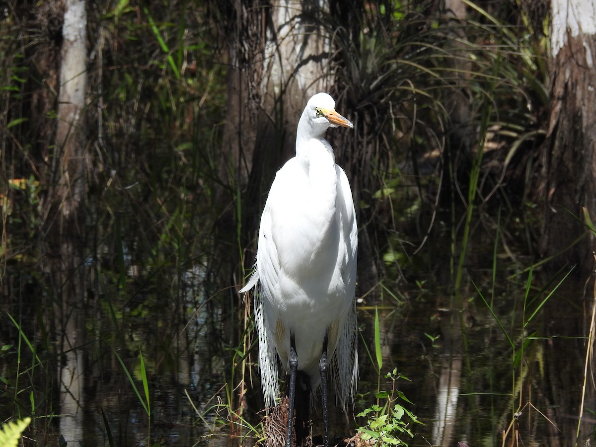 Great Egret - ML615927104