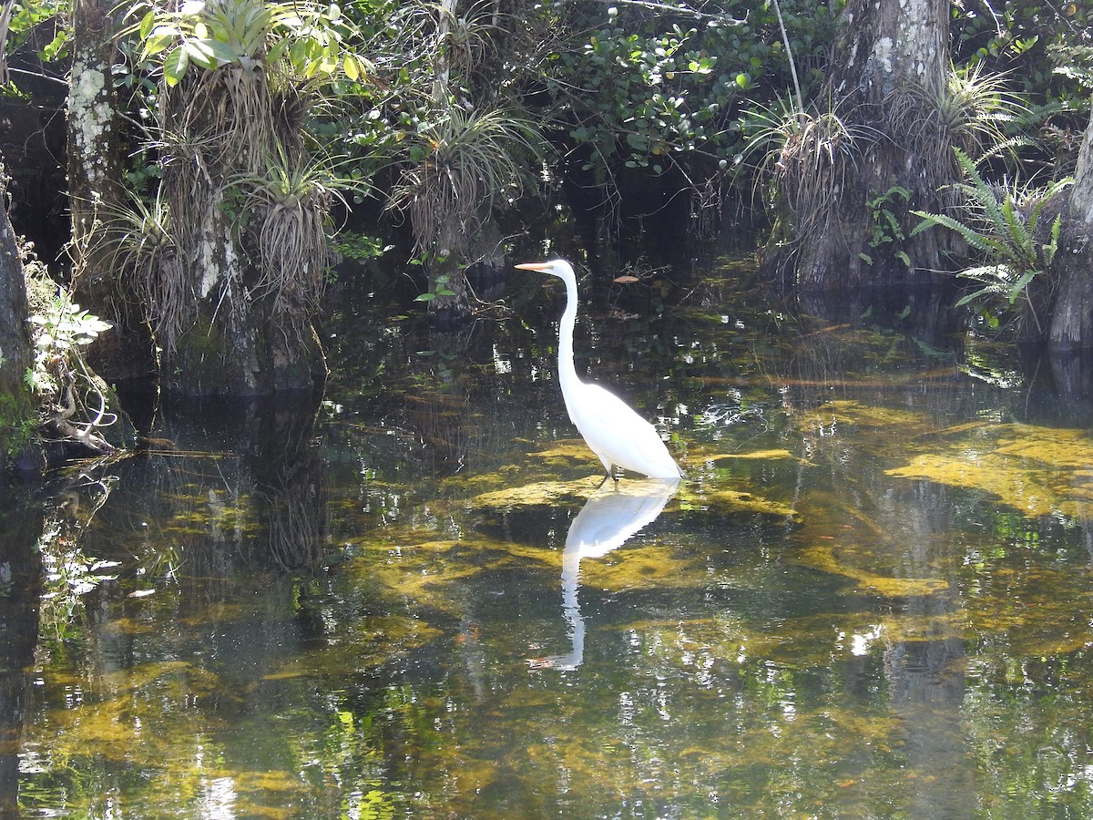 Great Egret - ML615927106