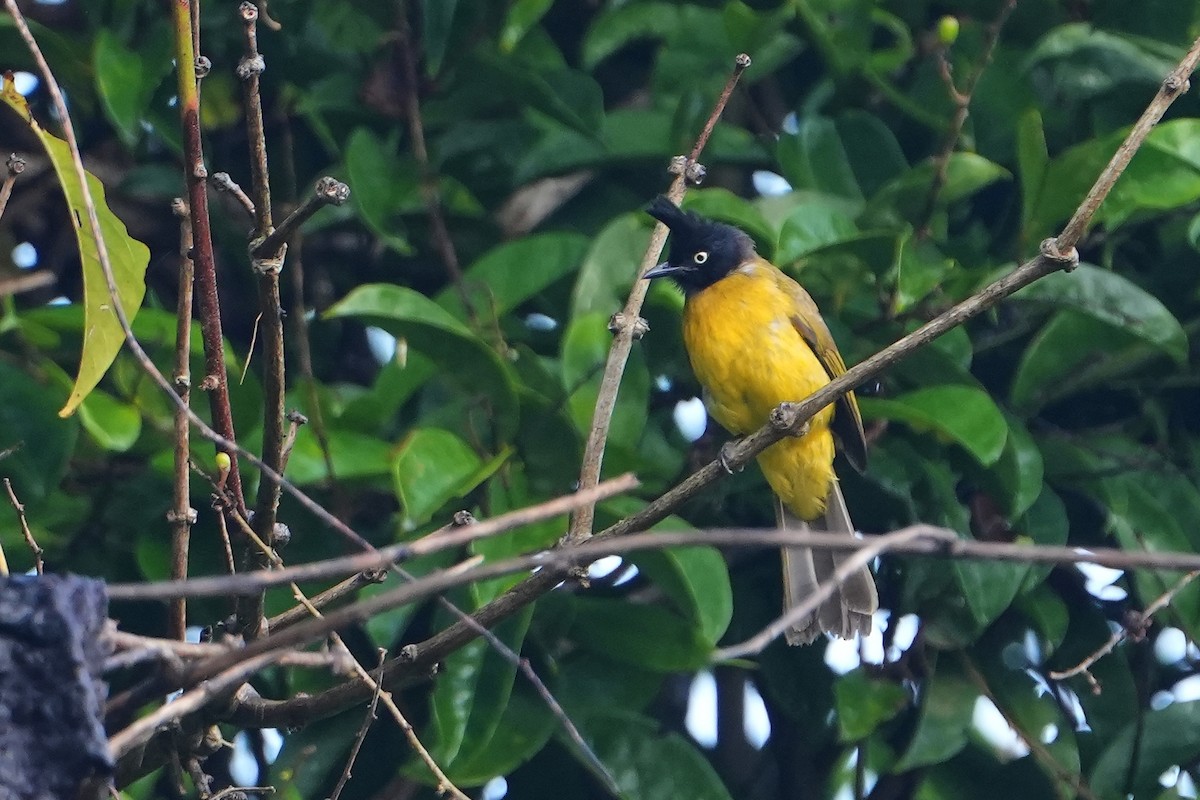 Black-crested Bulbul - ML615927132