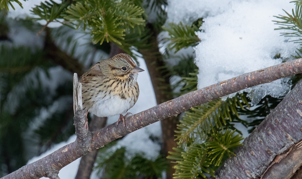 Lincoln's Sparrow - ML615927133