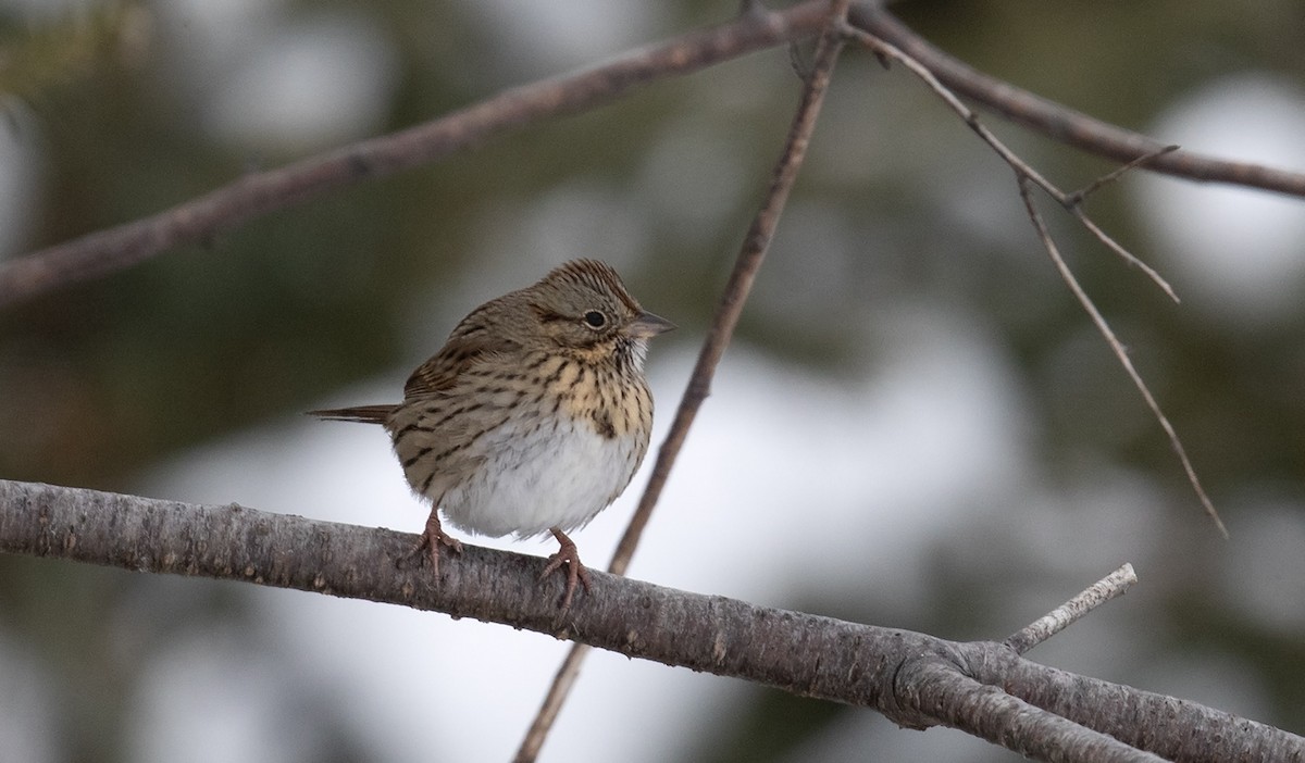 Lincoln's Sparrow - ML615927134