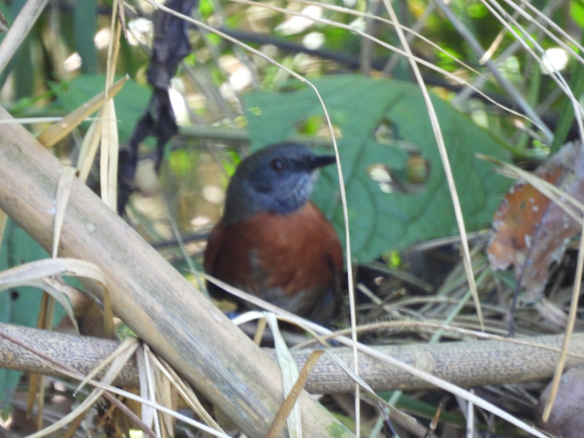 Rufous-breasted Spinetail - ML615927147