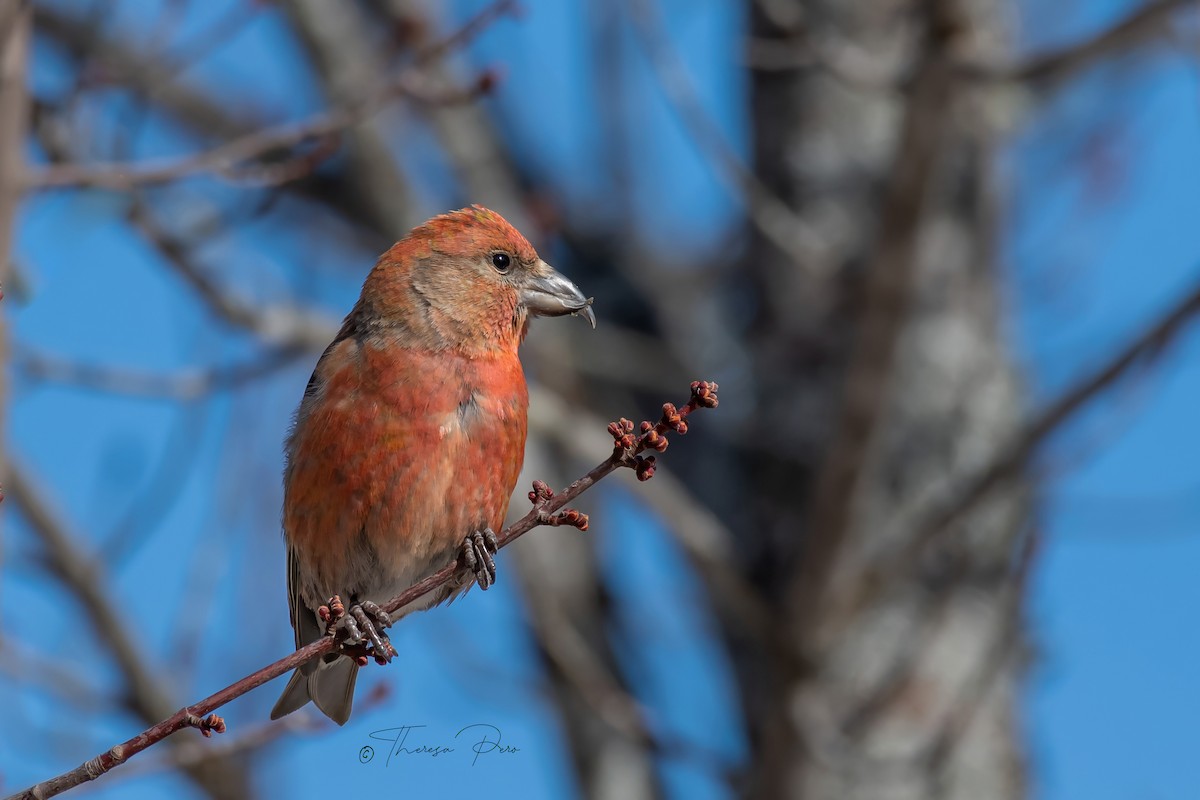 Red Crossbill - Theresa Pero