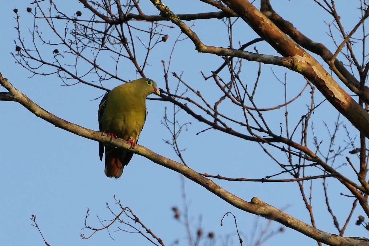 Thick-billed Green-Pigeon - ML615927166