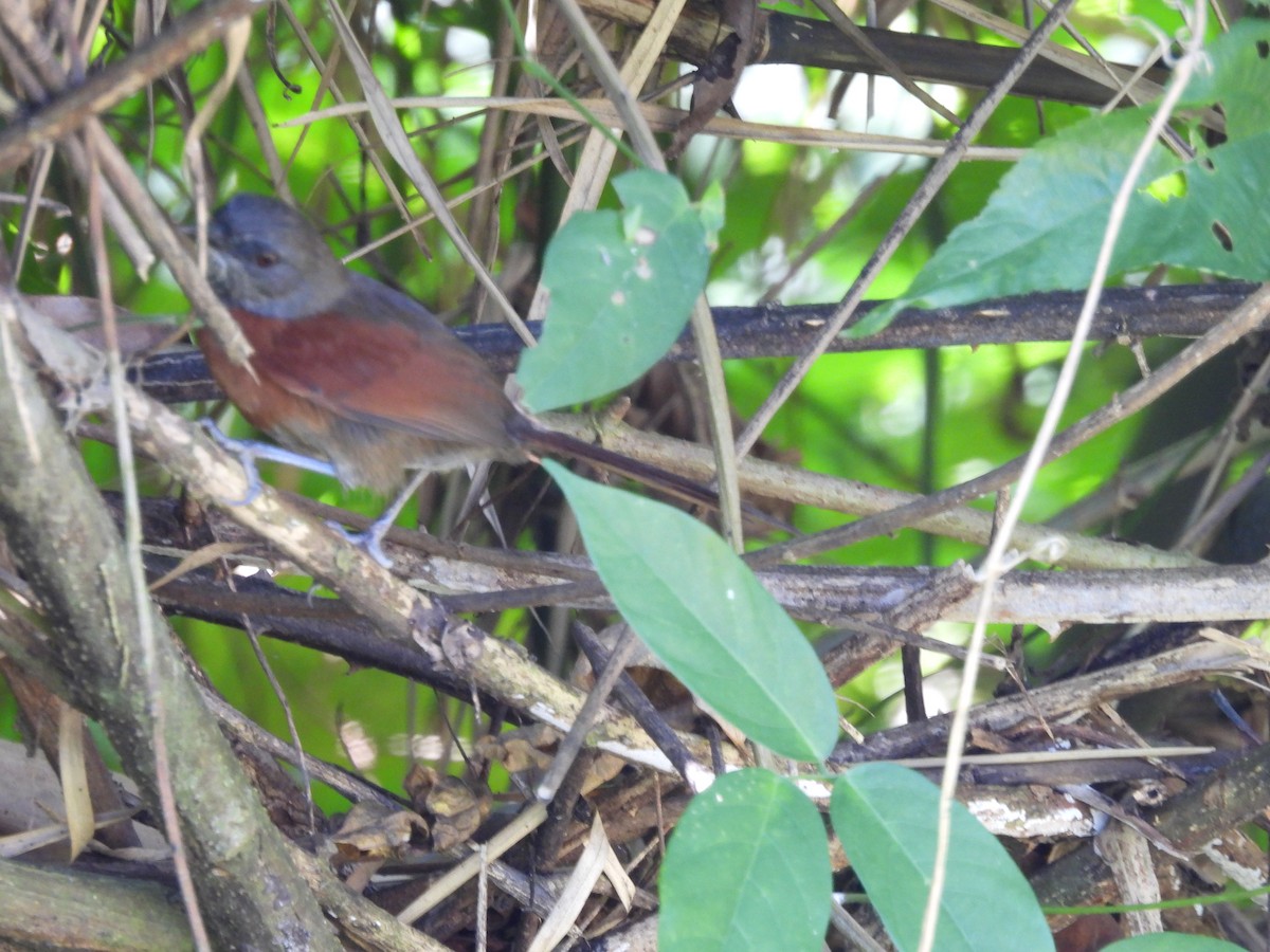 Rufous-breasted Spinetail - ML615927171