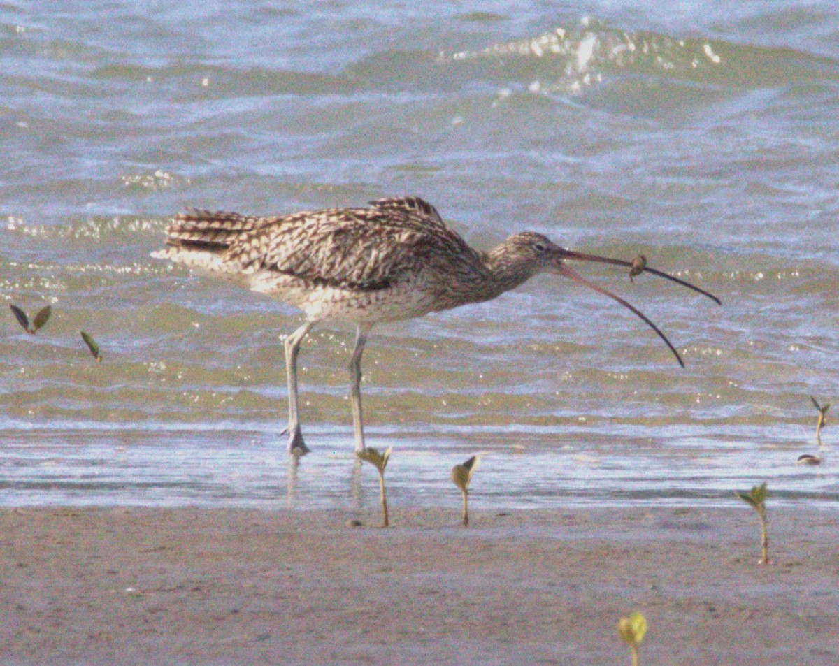 Far Eastern Curlew - ML615927174