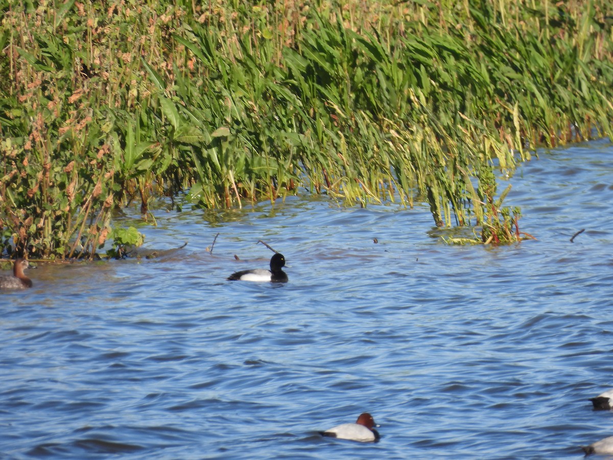 Greater Scaup - ML615927191